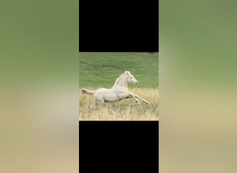 German Riding Pony, Stallion, Foal (05/2025), Perlino