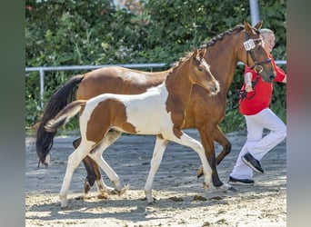 German Riding Pony, Stallion, Foal (04/2026), Pinto
