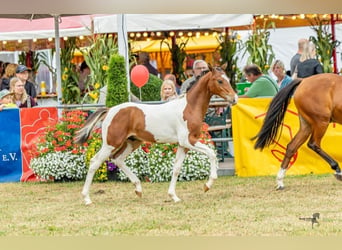 German Riding Pony, Stallion, Foal (04/2026), Pinto