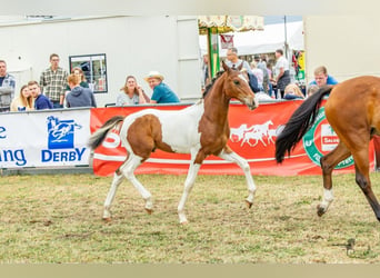 German Riding Pony, Stallion, Foal (04/2026), Pinto