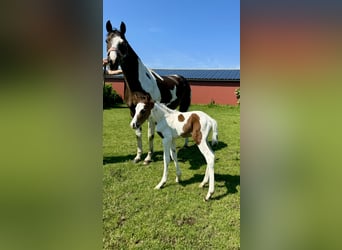 German Riding Pony, Stallion, Foal (05/2024), Pinto