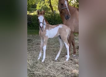 German Riding Pony, Stallion, Foal (05/2026)
