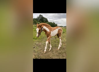 German Riding Pony, Stallion, Foal (05/2026)