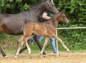 German Riding Pony, Stallion, Foal (04/2024), Smoky-Black