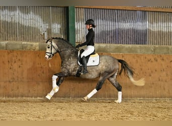 German Riding Pony, Stallion, 7 years, 14.2 hh, Gray