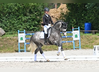German Riding Pony, Stallion, 8 years, 14,2 hh, Grey