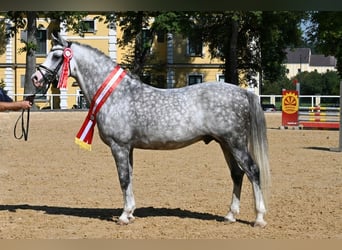 German Riding Pony, Stallion, 8 years, 14,2 hh, Grey