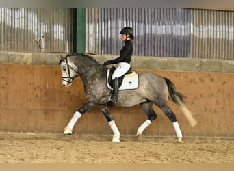 German Riding Pony, Stallion, 8 years, 14,2 hh, Grey