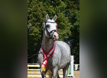 German Riding Pony, Stallion, 8 years, 14,2 hh, Grey