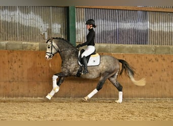 German Riding Pony, Stallion, 8 years, 14,2 hh, Grey