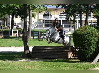 German Riding Pony, Stallion, 8 years, 14,2 hh, Grey