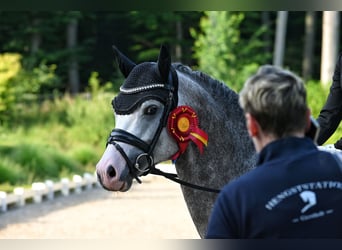 German Riding Pony, Stallion, 8 years, 14,2 hh, Grey
