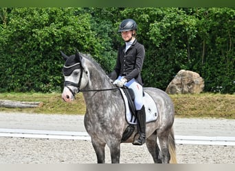 German Riding Pony, Stallion, 8 years, 14,2 hh, Grey