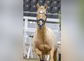 German Riding Pony, Stallion, 3 years, 14.1 hh, Palomino