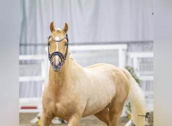 German Riding Pony, Stallion, 3 years, 14.1 hh, Palomino