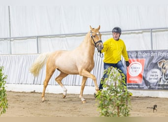 German Riding Pony, Stallion, 3 years, 14.1 hh, Palomino