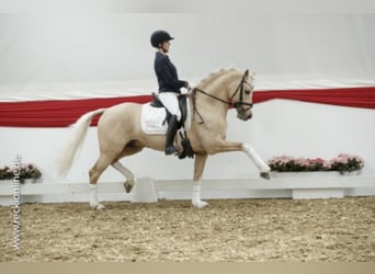 German Riding Pony, Stallion, 12 years, 14.1 hh, Palomino