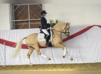 German Riding Pony, Stallion, 12 years, 14.1 hh, Palomino