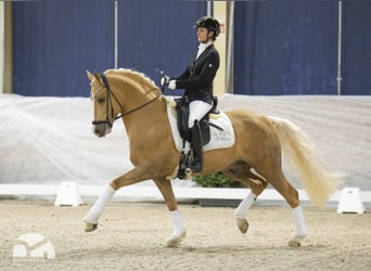 German Riding Pony, Stallion, 8 years, 14.1 hh, Palomino