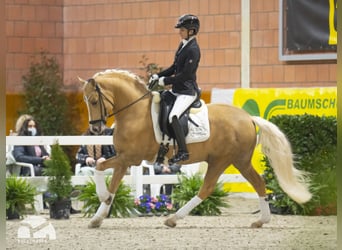 German Riding Pony, Stallion, 8 years, 14.1 hh, Palomino