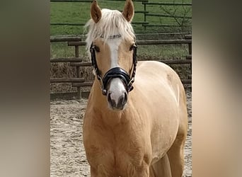 German Riding Pony, Stallion, 7 years, 14 hh, Palomino