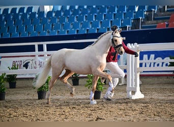 German Riding Pony, Stallion, 3 years, 14.1 hh, Palomino