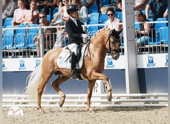 German Riding Pony, Stallion, 4 years, 14,1 hh, Palomino