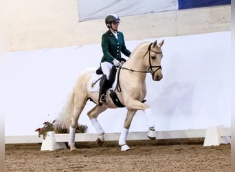 German Riding Pony, Stallion, 17 years, 14,1 hh, Palomino