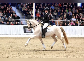 German Riding Pony, Stallion, 9 years, 14 hh, Perlino