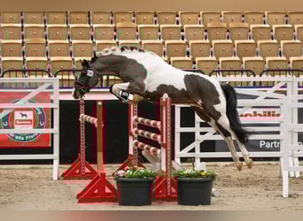 German Riding Pony, Stallion, 5 years, 14,3 hh, Pinto