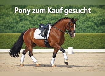 German Riding Pony, Unknown, 10 years, 14.1 hh