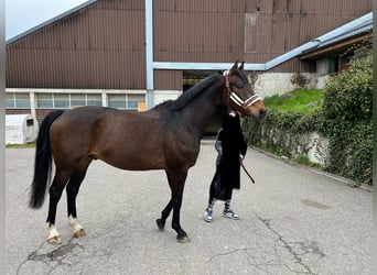 German Sport Horse, Gelding, 10 years, 16,1 hh, Bay-Dark