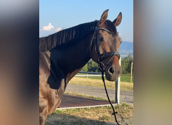 German Sport Horse, Gelding, 10 years, 16,1 hh, Bay-Dark