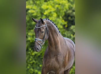 German Sport Horse, Gelding, 10 years, 16.1 hh, Black