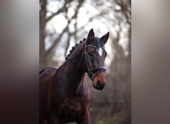 German Sport Horse, Gelding, 10 years, 16,1 hh, Brown