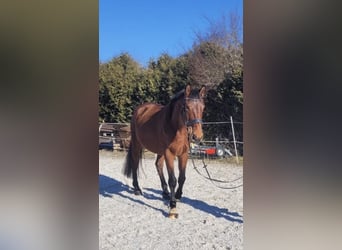 German Sport Horse, Gelding, 10 years, 16,1 hh, Brown