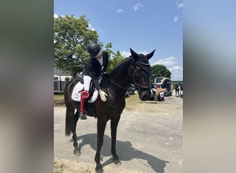 German Sport Horse, Gelding, 10 years, 16.1 hh, Smoky-Black