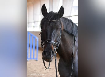 German Sport Horse, Gelding, 10 years, 16.1 hh, Smoky-Black