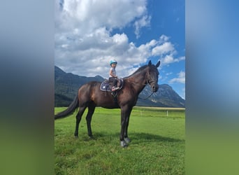 German Sport Horse, Gelding, 10 years, 16.1 hh, Smoky-Black