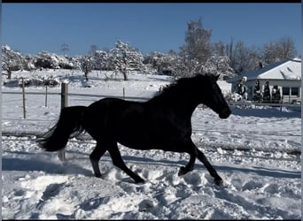 German Sport Horse, Gelding, 10 years, 16.1 hh, Smoky-Black