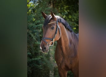 German Sport Horse, Gelding, 10 years, 16.2 hh, Bay-Dark German Sport Horse, Gelding, 10 years, 16.2 hh, Bay-Dark