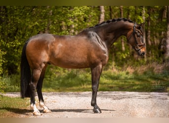 German Sport Horse, Gelding, 10 years, 16.3 hh, Bay-Dark