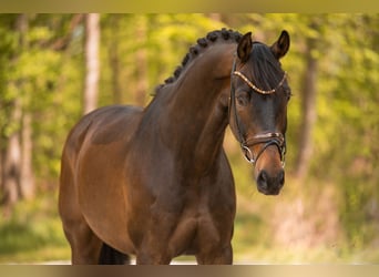 German Sport Horse, Gelding, 10 years, 16.3 hh, Bay-Dark