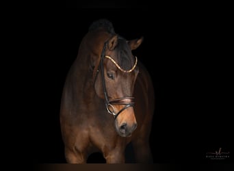 German Sport Horse, Gelding, 10 years, 16.3 hh, Bay-Dark