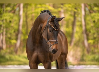 German Sport Horse, Gelding, 10 years, 16.3 hh, Bay-Dark