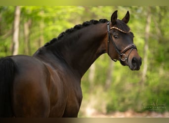 German Sport Horse, Gelding, 10 years, 16.3 hh, Bay-Dark