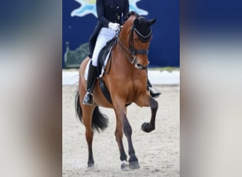 German Sport Horse, Gelding, 10 years, 16.3 hh, Brown