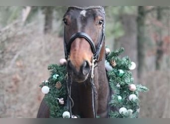 German Sport Horse, Gelding, 10 years, 16,3 hh, Brown