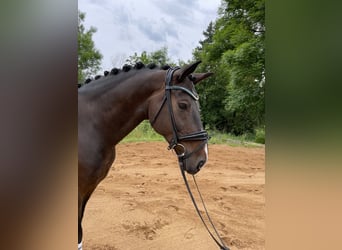 German Sport Horse, Gelding, 10 years, 16 hh, Bay-Dark