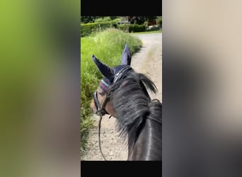 German Sport Horse, Gelding, 10 years, 16 hh, Bay-Dark